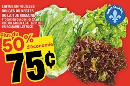 Romaine Lettuce